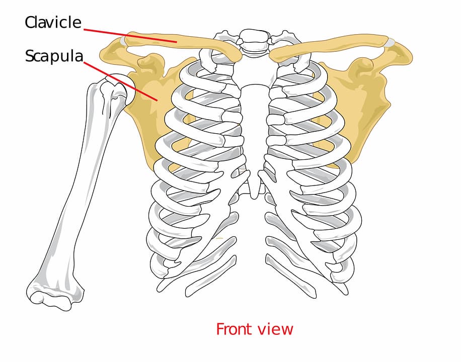 The Shoulder Joint